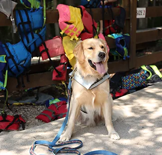 widji-21-misc-about-staff-ian Ian the Camp Widjiwagan support golden retriever lies on the ground.